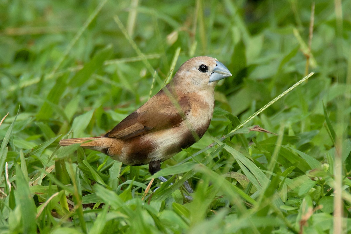 White-headed Munia - ML481826861