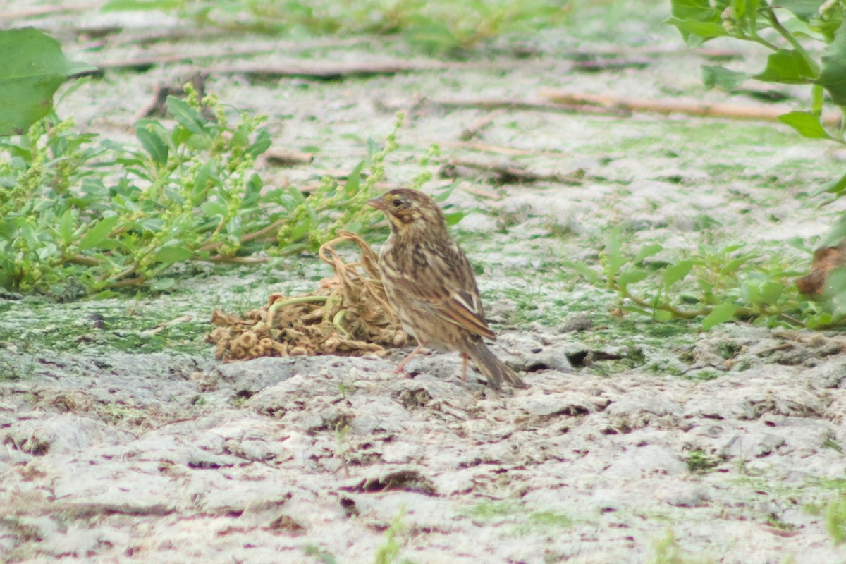 Savannah Sparrow - ML481828681