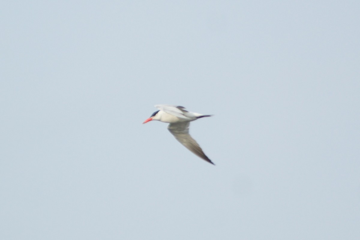 Caspian Tern - ML481828881