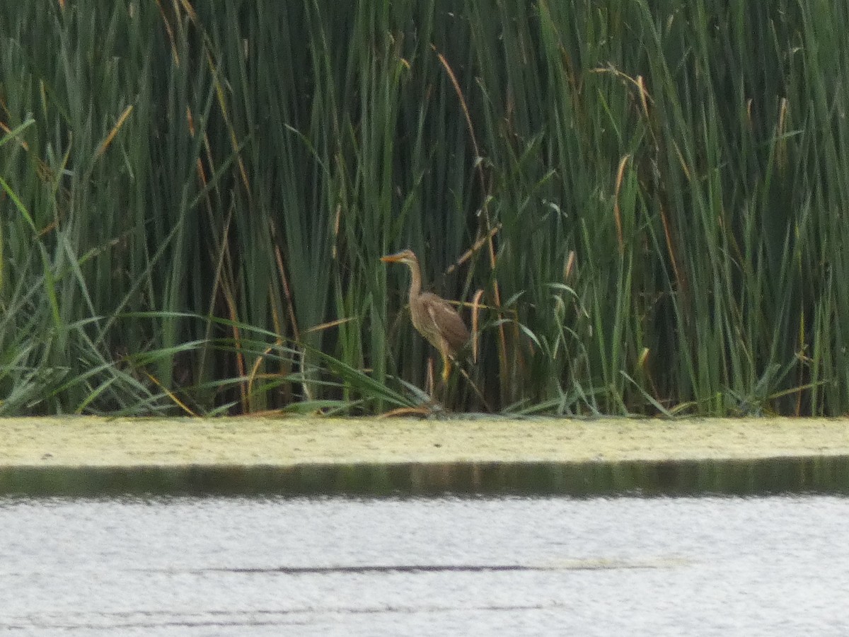 Зээрд дэглий - ML481832381