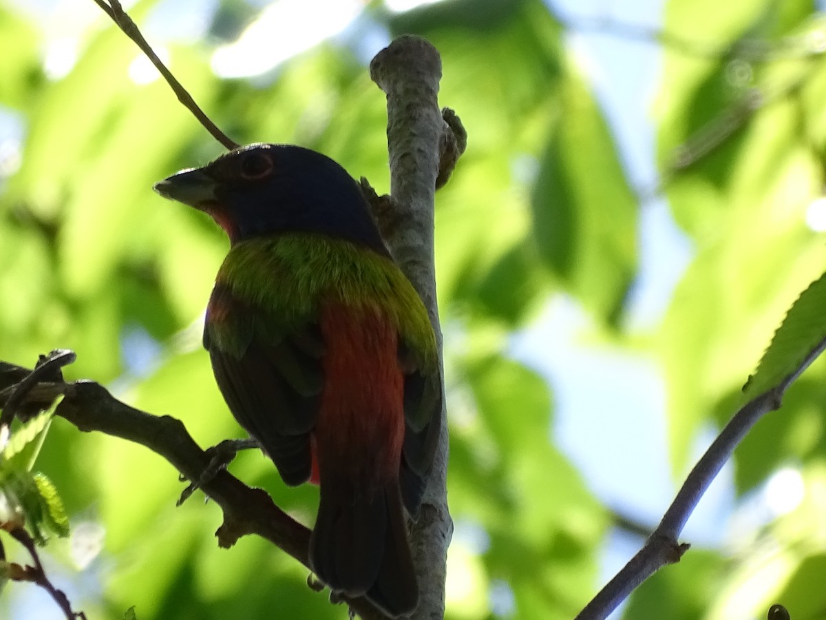 Painted Bunting - ML48183251