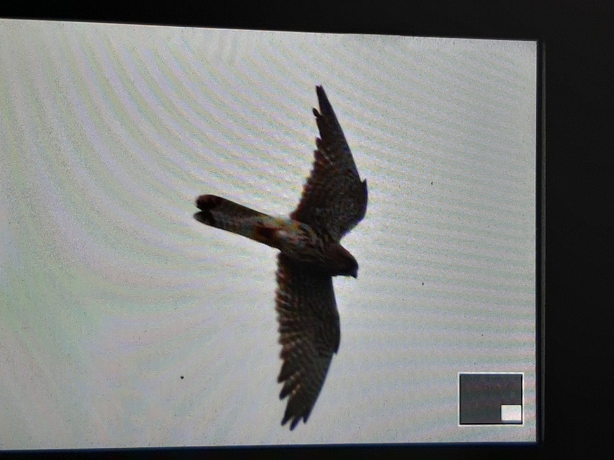 Eurasian Kestrel - ML481832511