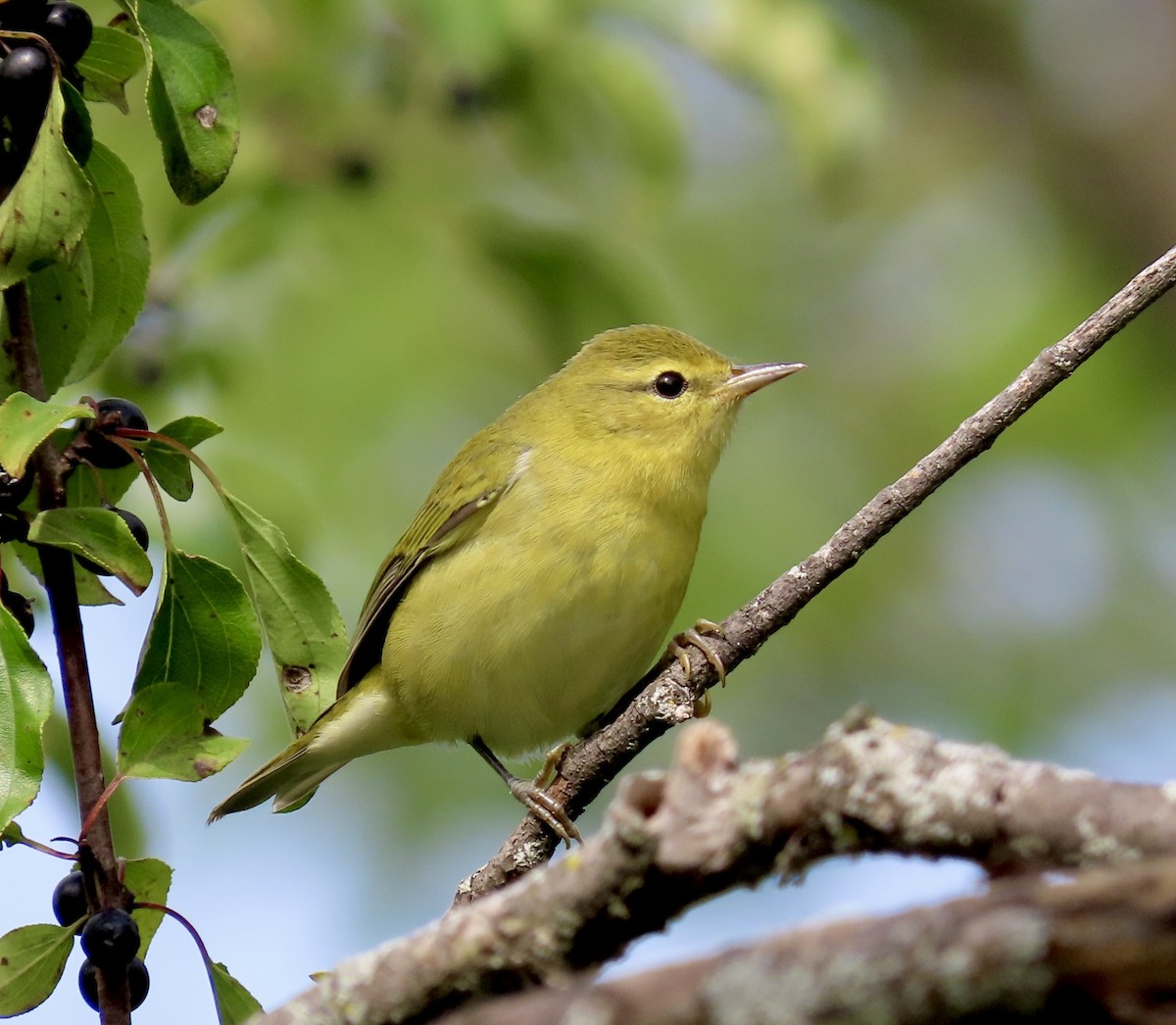 Tennessee Warbler - ML481832591