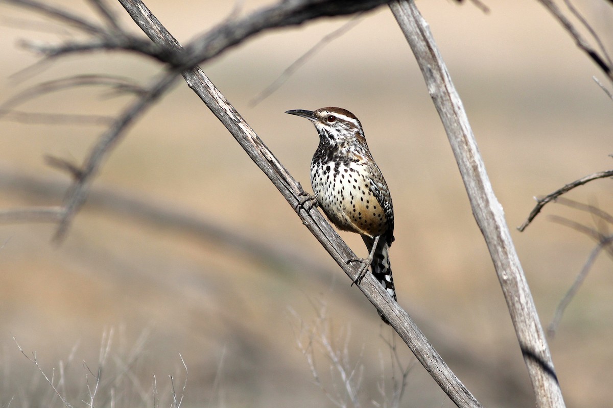 Cactus Wren - ML48183301