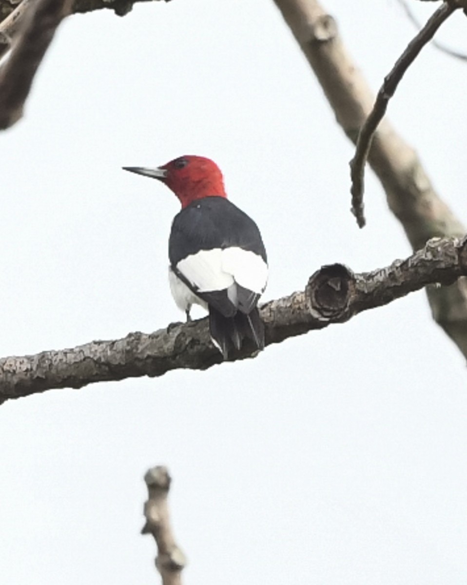 Red-headed Woodpecker - ML481833371