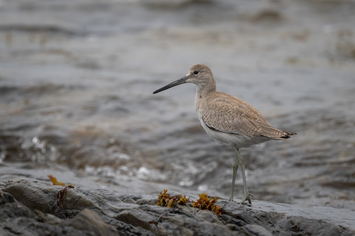 Willet (Western) - ML481833731