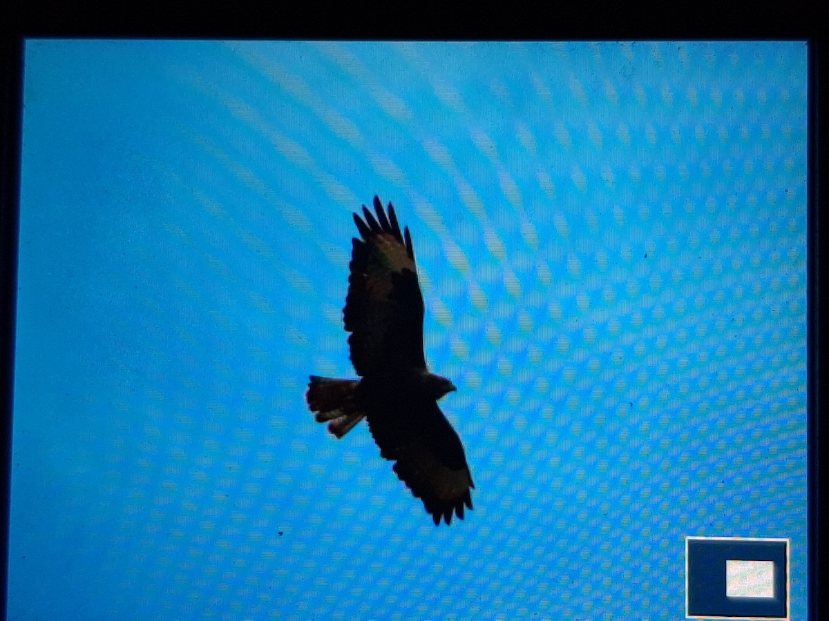 Common Buzzard - ML481833751