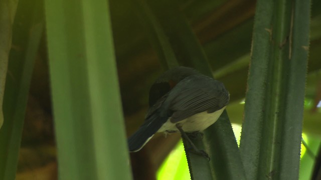 Australian Spectacled Monarch - ML481834
