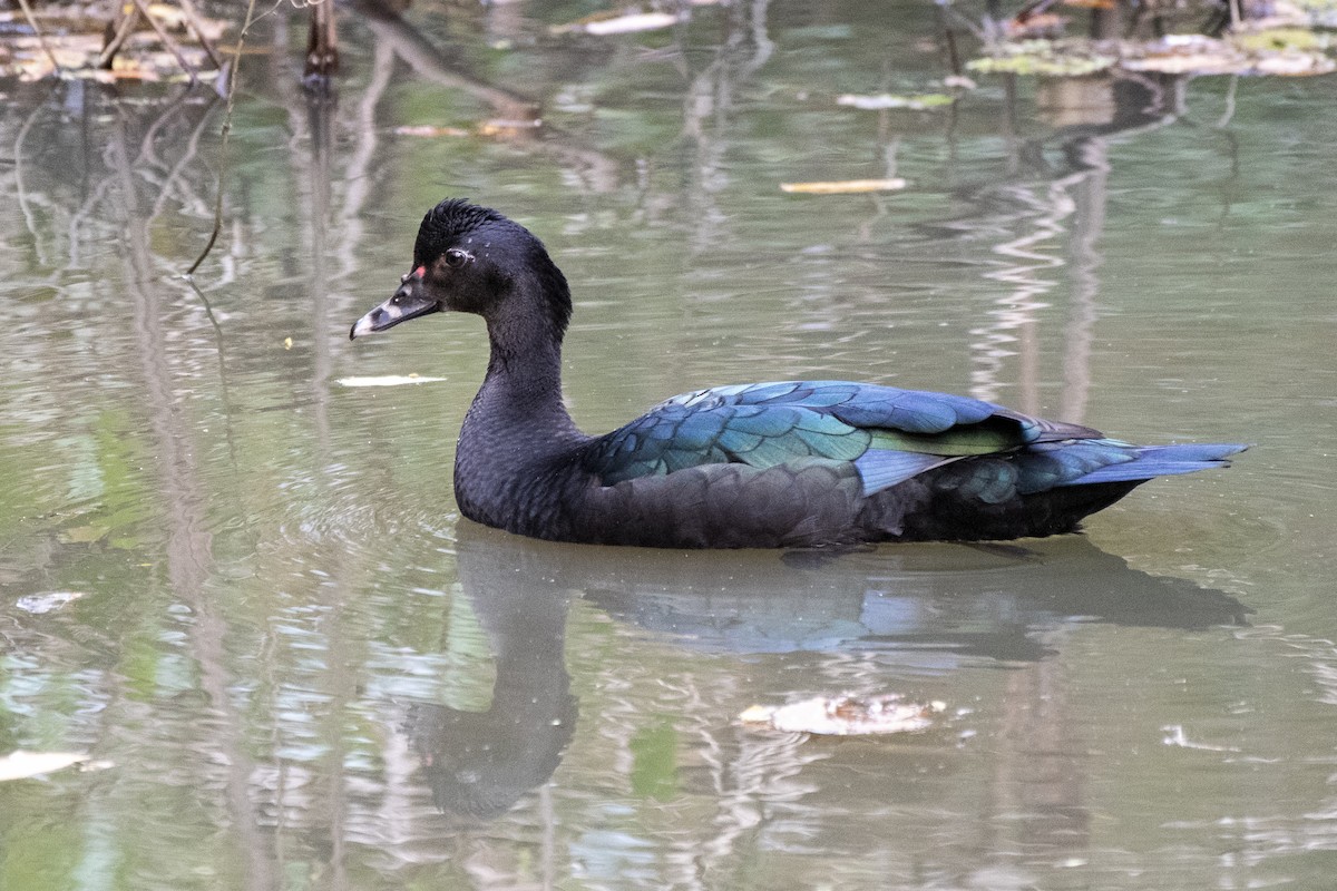 Muscovy Duck - ML481834131