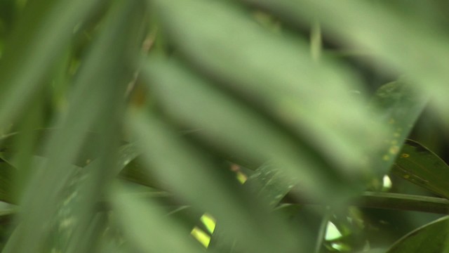 Australian Spectacled Monarch - ML481835