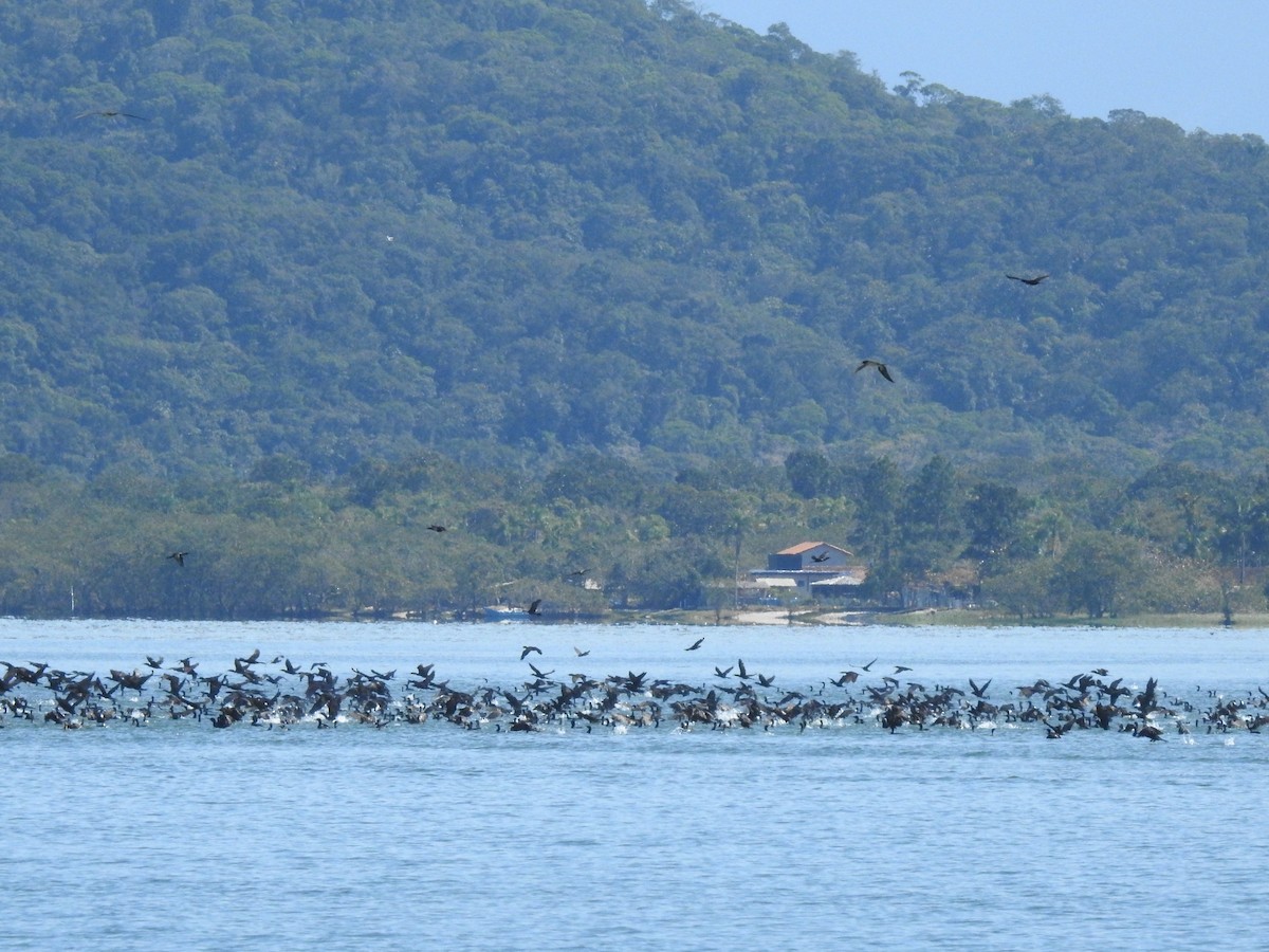 Neotropic Cormorant - ML481835351