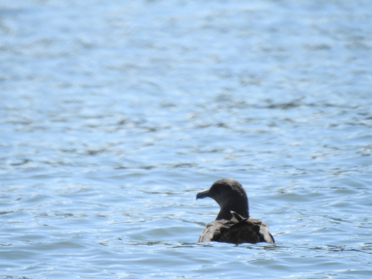 Chilean Skua - ML481835561