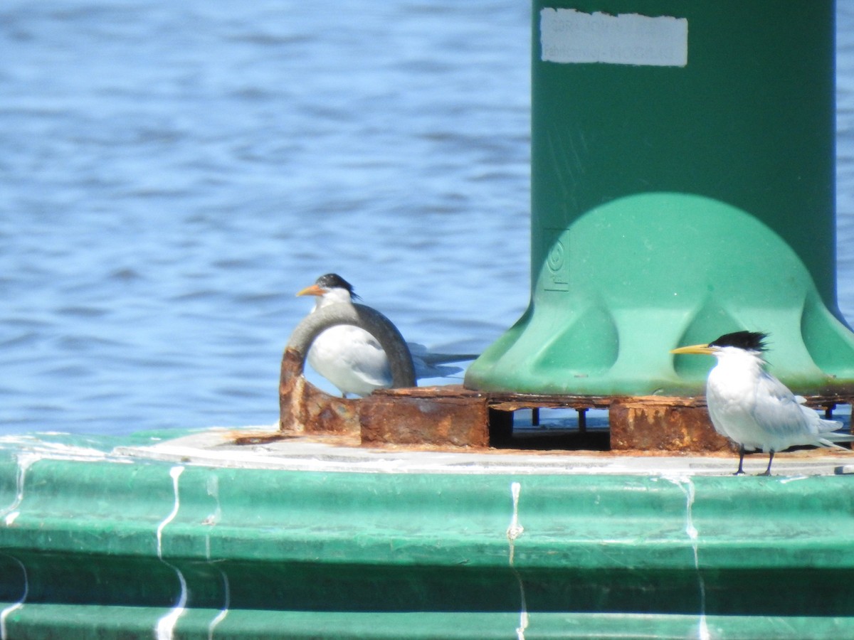 Sandwich Tern - ML481835951