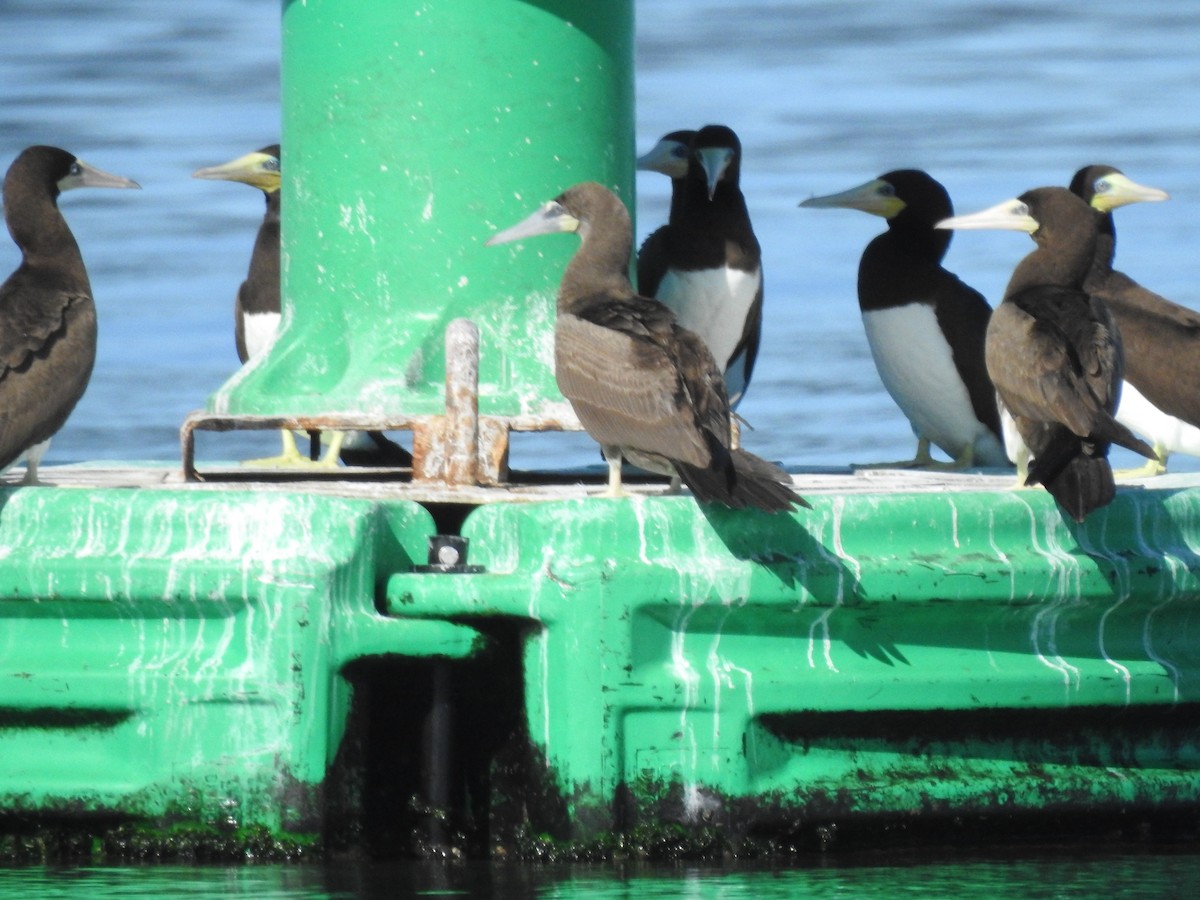 Brown Booby - ML481835981