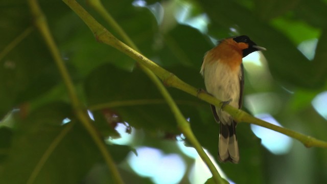 Australian Spectacled Monarch - ML481836