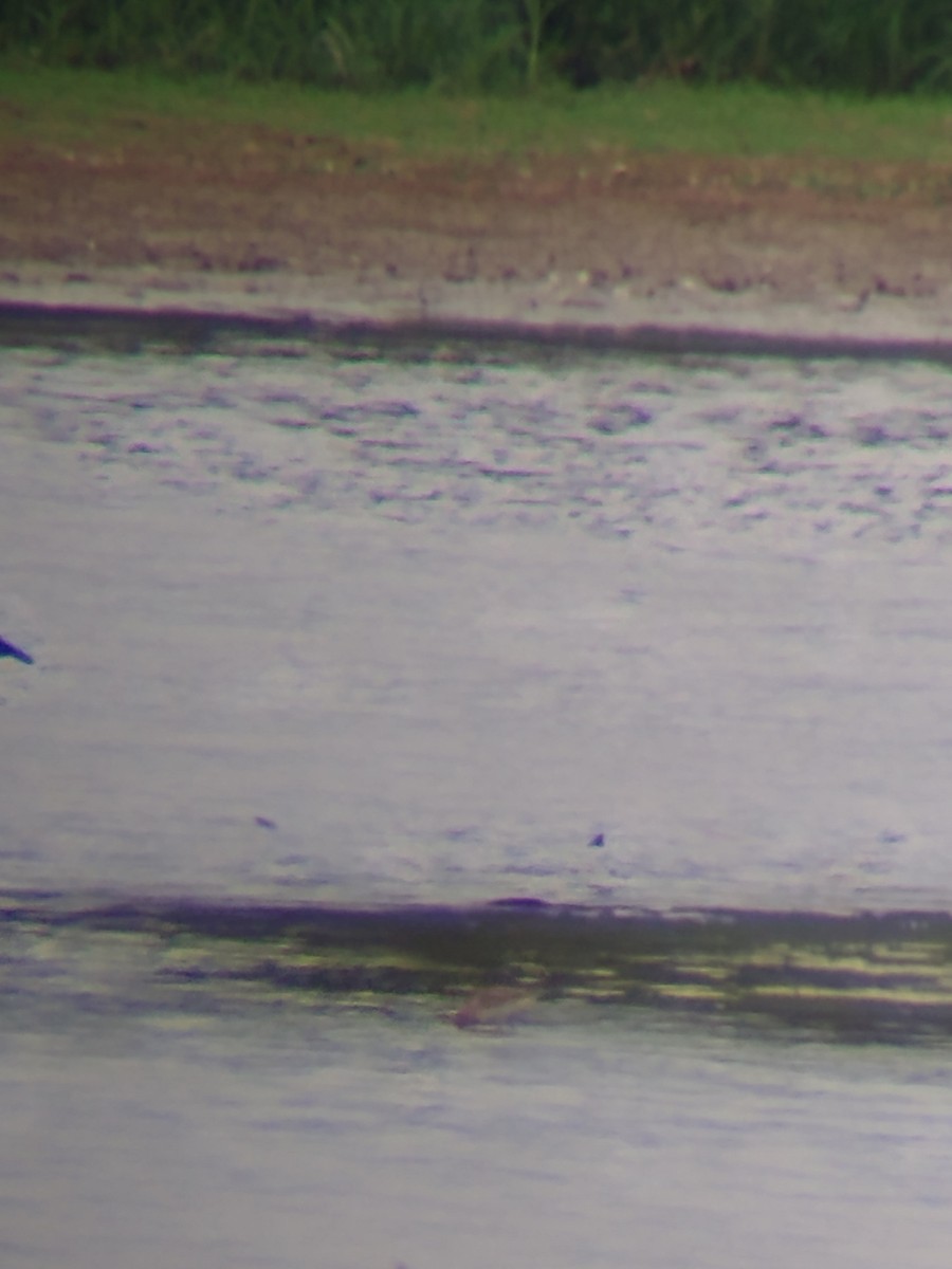 Baird's Sandpiper - ML481836141