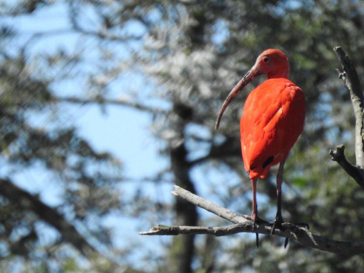Scarlet Ibis - ML481836351