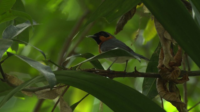 Australian Spectacled Monarch - ML481837
