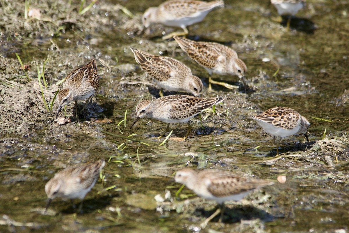 Least Sandpiper - ML481838631