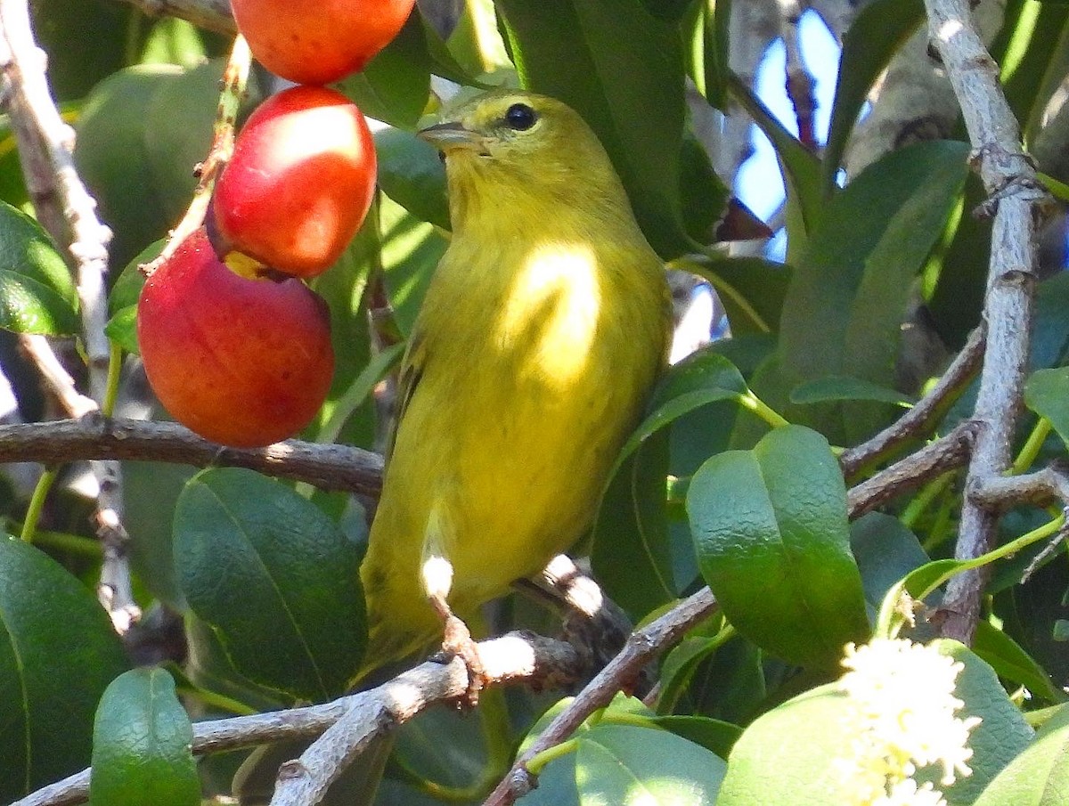 Orange-crowned Warbler - Nick & Jane