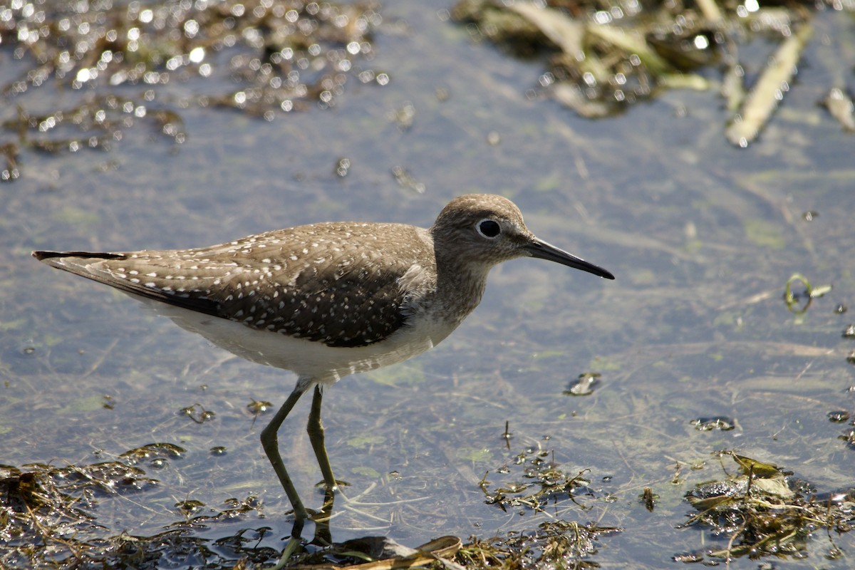 Solitary Sandpiper - ML481838691