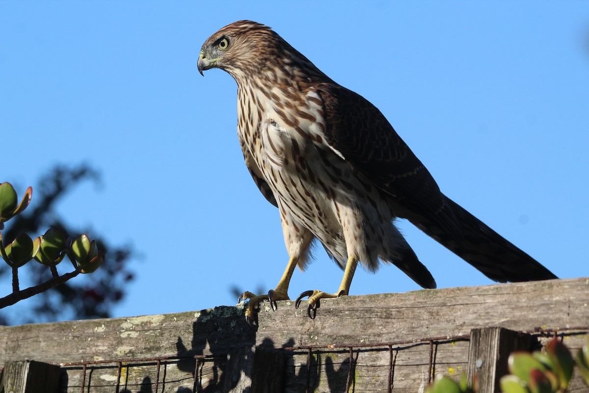 ML481838971 - Cooper's Hawk - Macaulay Library