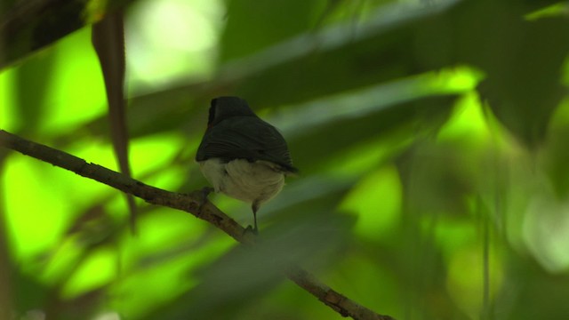 Australian Spectacled Monarch - ML481839