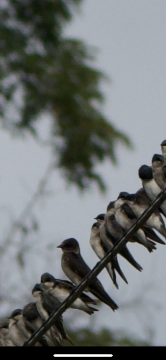 Purple Martin - ML481839401