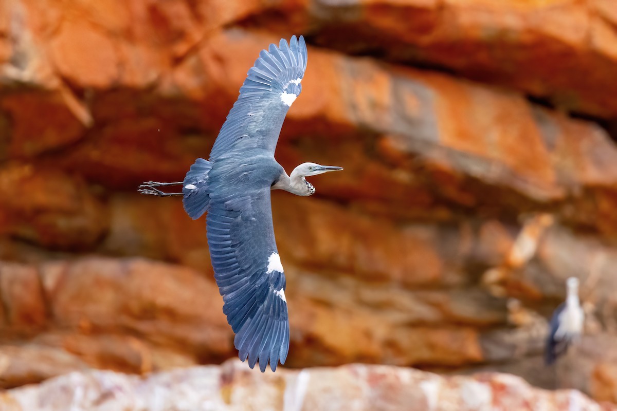 Pacific Heron - JJ Harrison