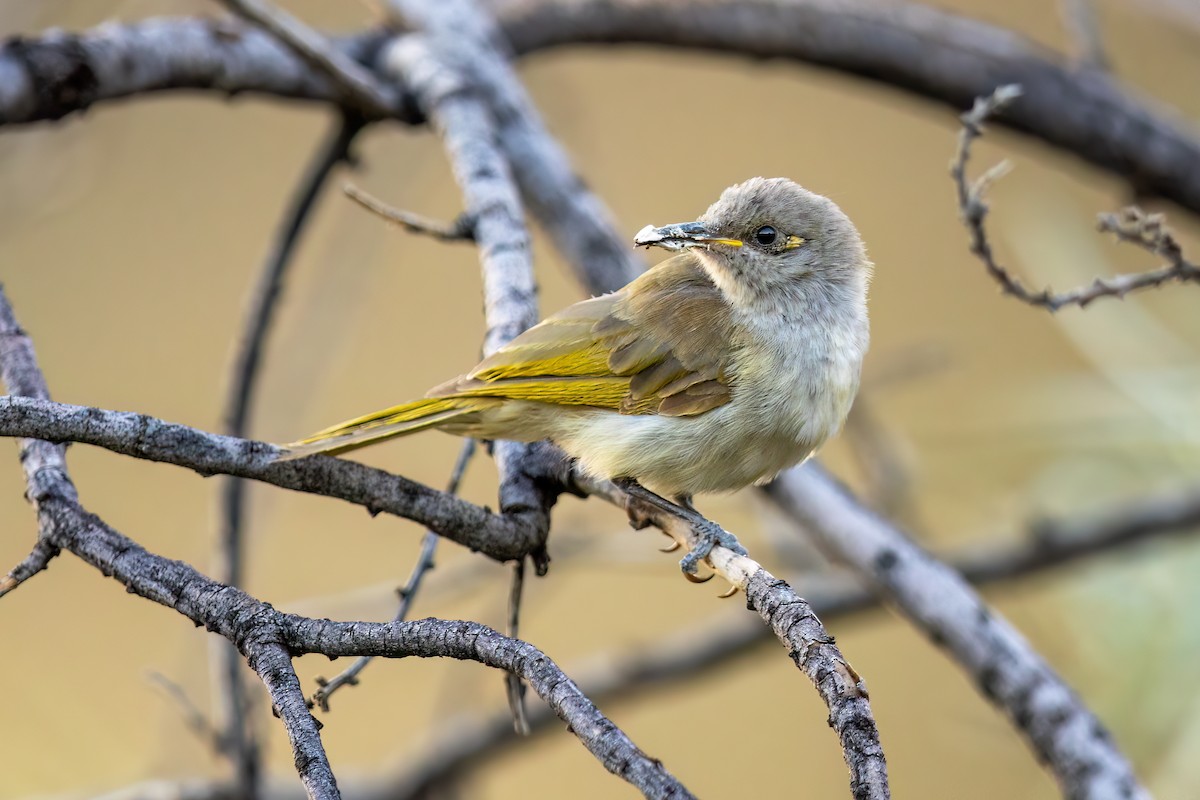 Brown Honeyeater - ML481839851