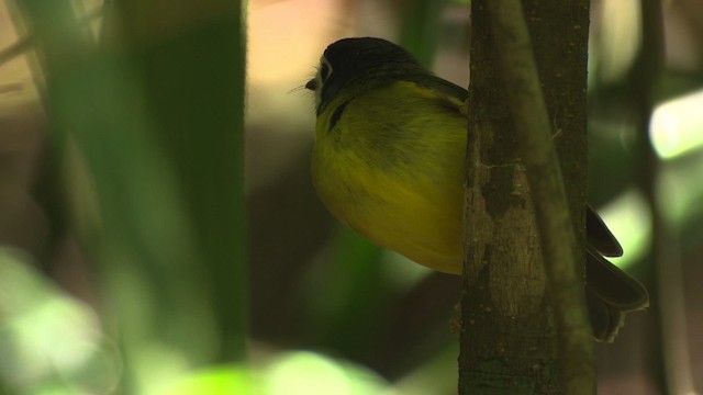 White-faced Robin - ML481840