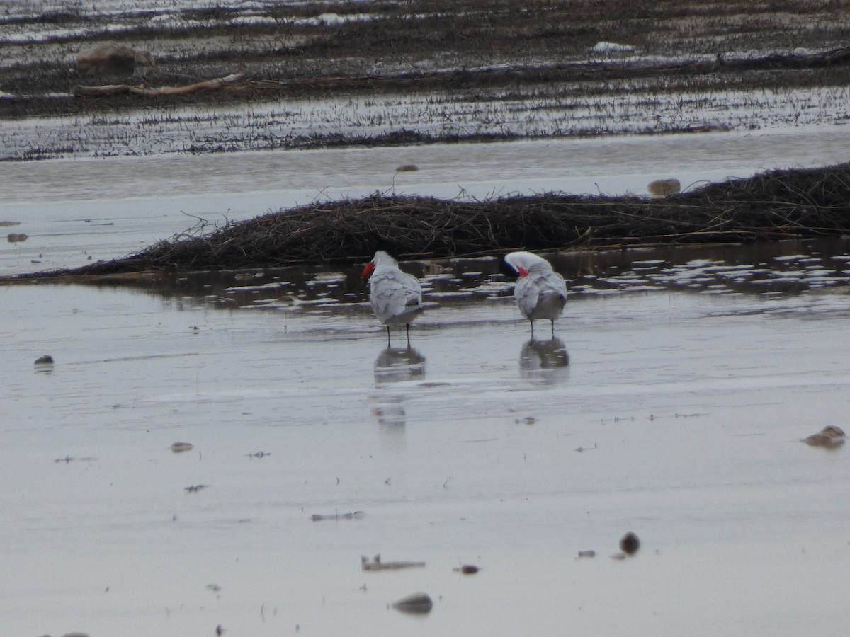 Caspian Tern - ML481840511