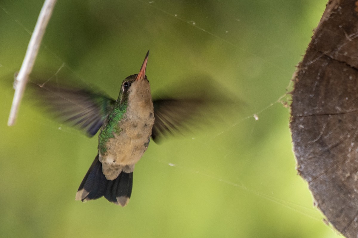 kolibřík lesklobřichý - ML481840631