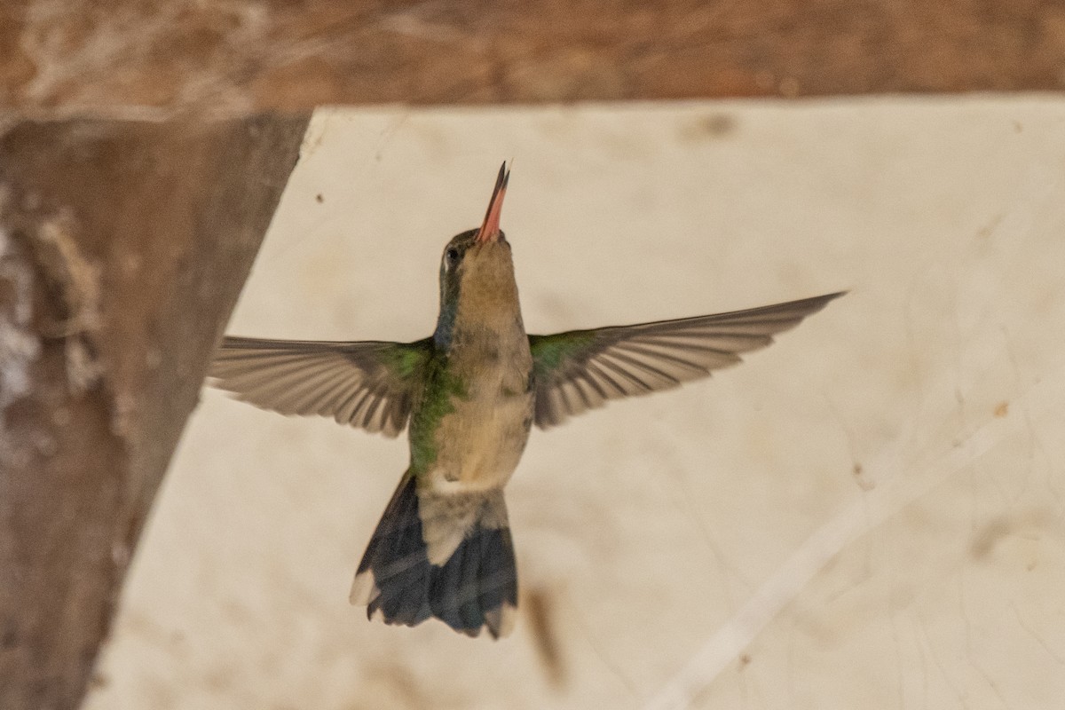 kolibřík lesklobřichý - ML481840641