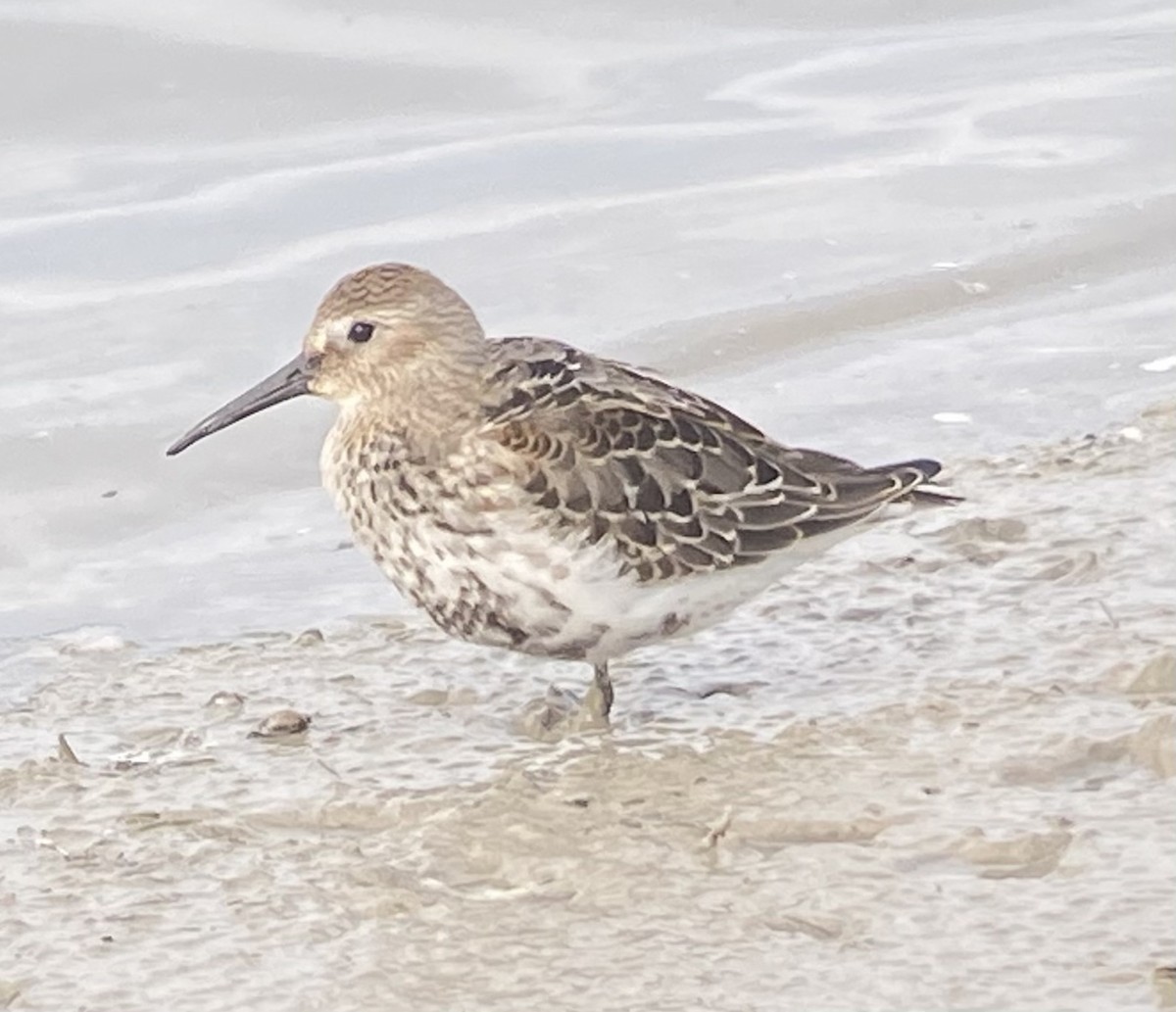 Dunlin - ML481840911