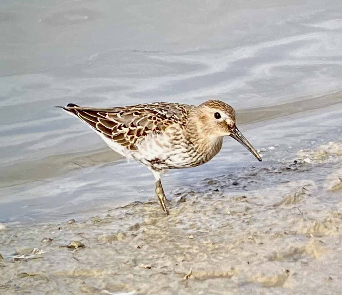 Dunlin - ML481840921