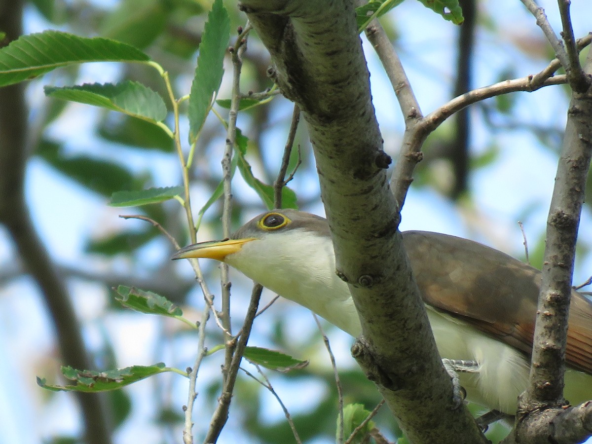 Yellow-billed Cuckoo - ML481841261