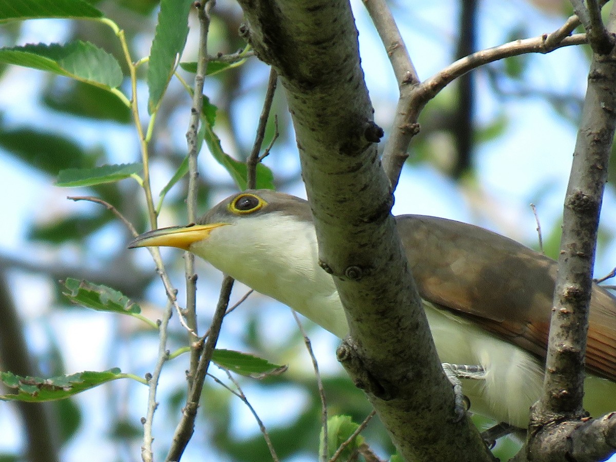 Yellow-billed Cuckoo - ML481841291