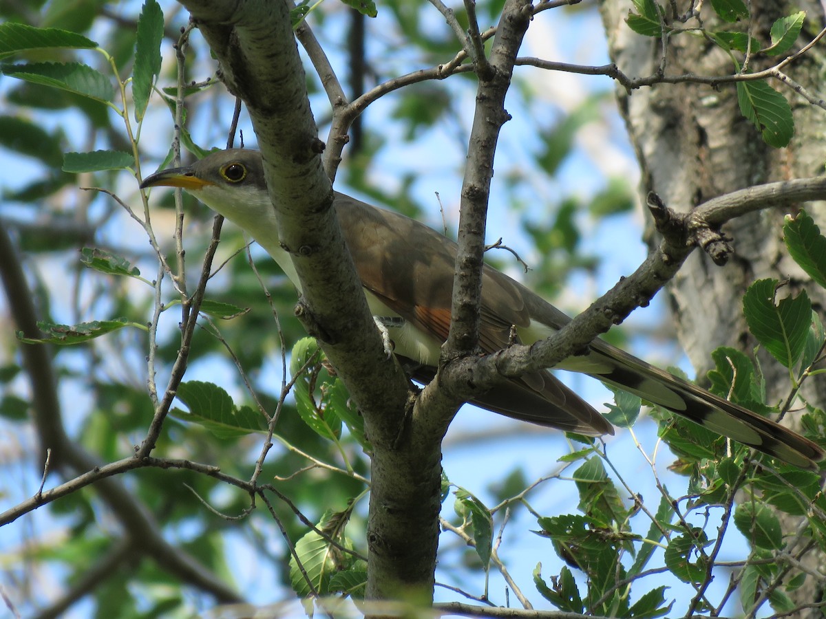 Yellow-billed Cuckoo - ML481841311