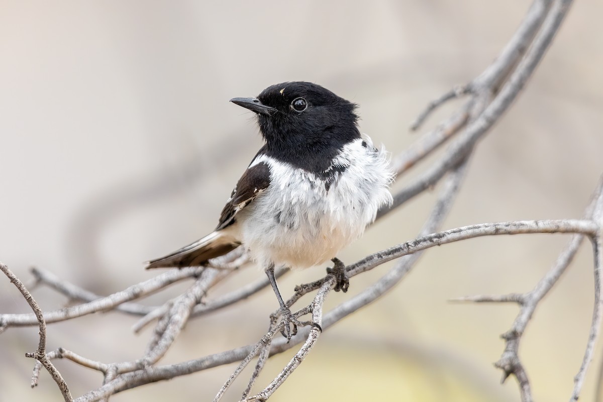 Hooded Robin - ML481842681