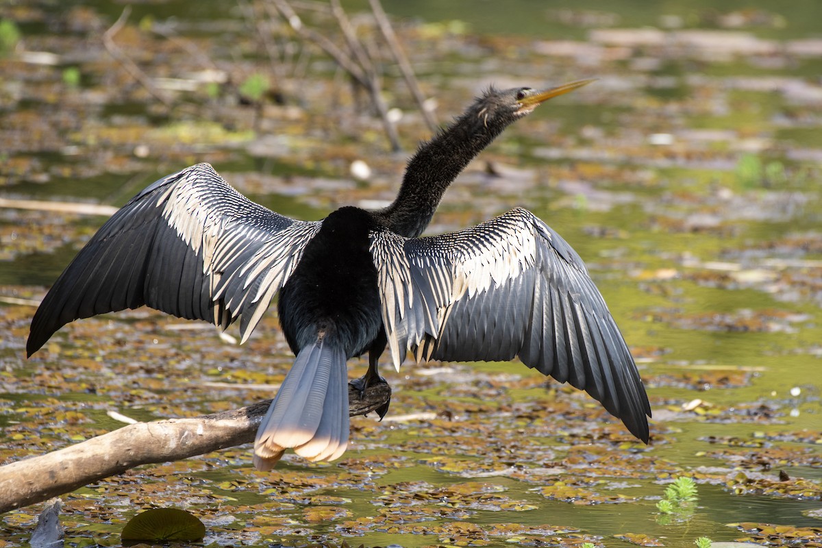 Anhinga d'Amérique - ML481842791