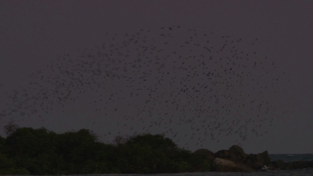 Metallic Starling (Metallic) - ML481843