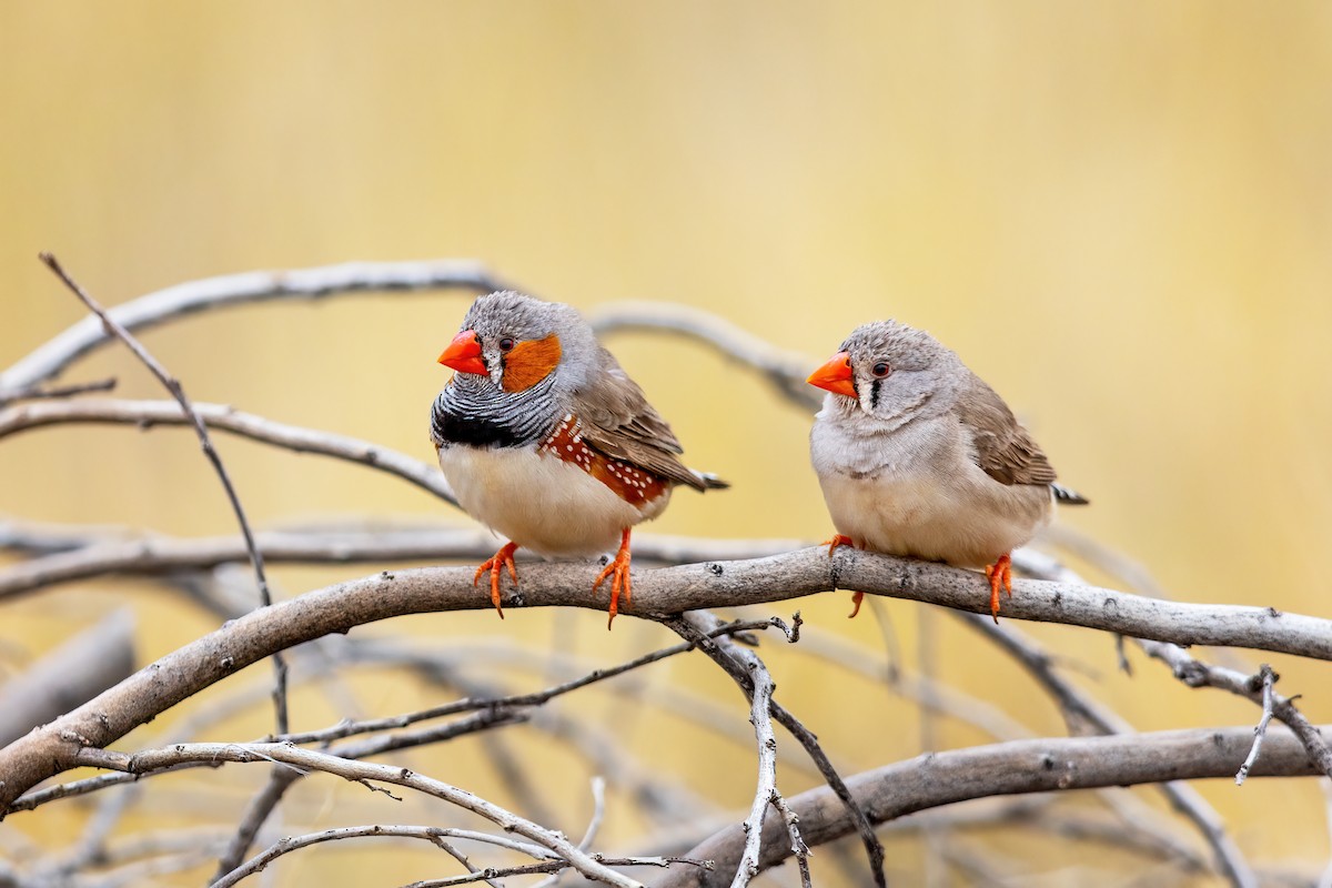 Zebra Finch (Australian) - ML481843071