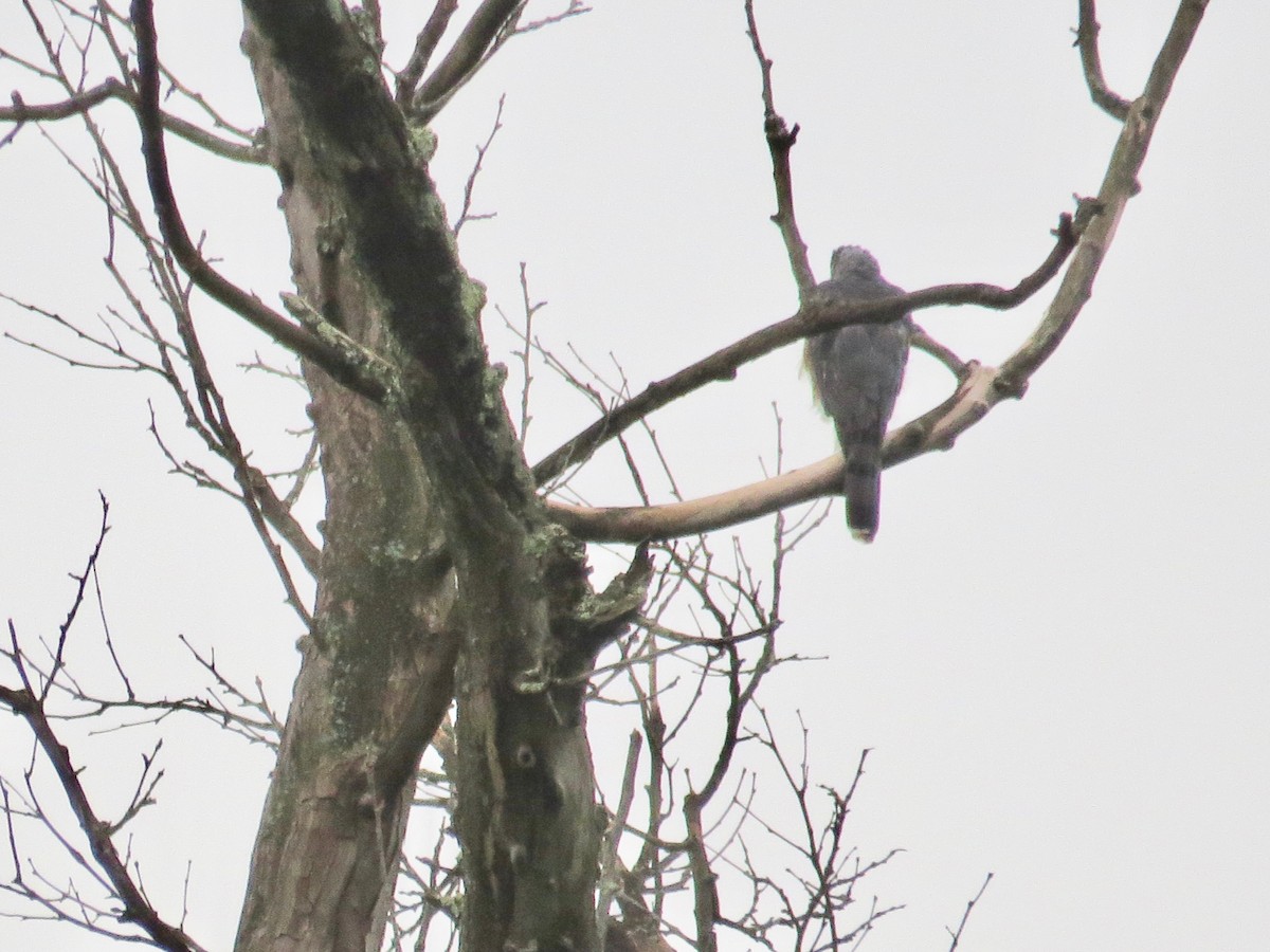 Cooper's Hawk - ML481844421