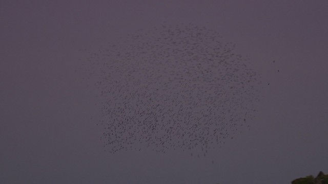 Metallic Starling (Metallic) - ML481846