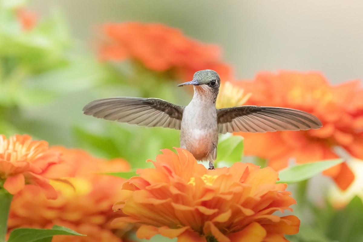 Ruby-throated Hummingbird - Jack Lefor