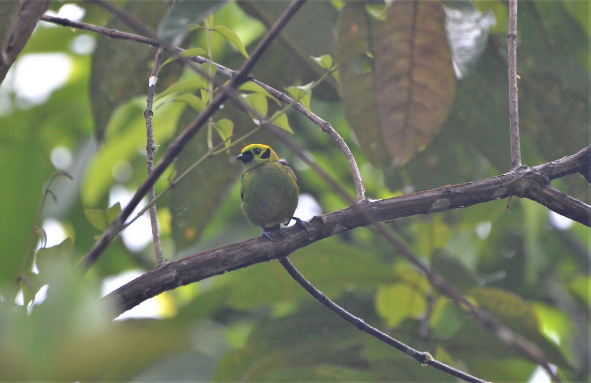 Emerald Tanager - ML481846881
