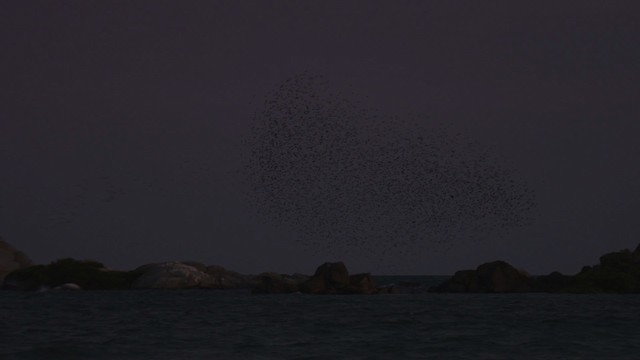 Metallic Starling (Metallic) - ML481847