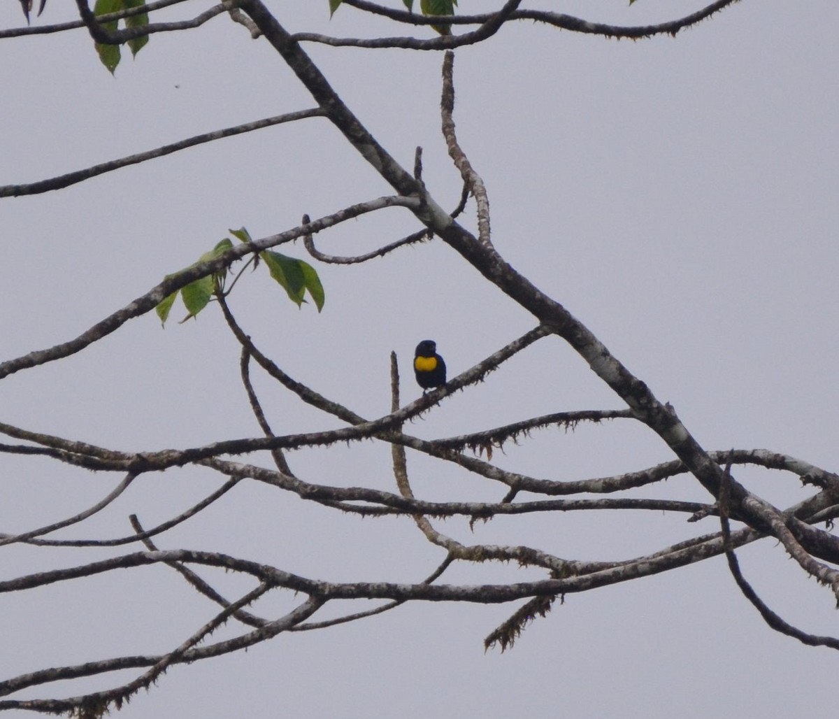 Golden-chested Tanager - ML481847491