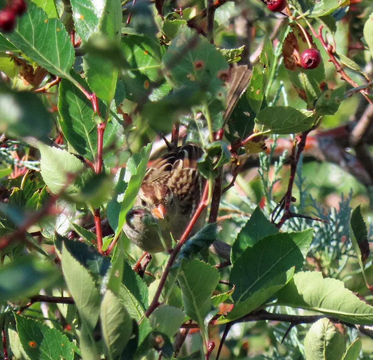 White-crowned Sparrow - ML481847651